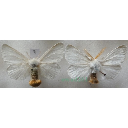 Euproctis chrysorrhoea (Linnaeus, 1758) pair Kuprówka rudnica Czech3j